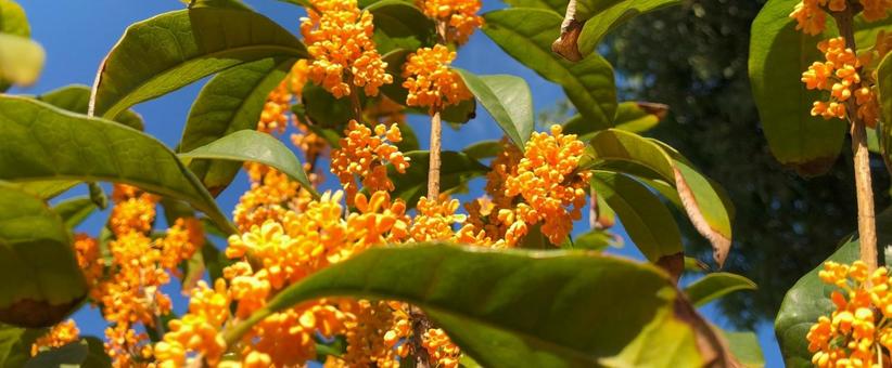 植物 植物の写真