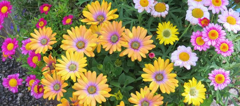 カラフルなマーガレット カラフルなマーガレット マーガレット,キク科,花の写真素材