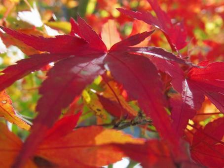 紅葉の風景の写真