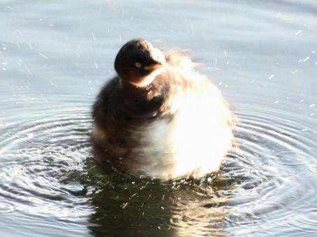 水を振り払うカイツブリの写真