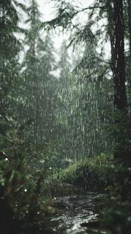 しとしと降る雨と緑の森 しとしと降る雨と緑の森の写真
