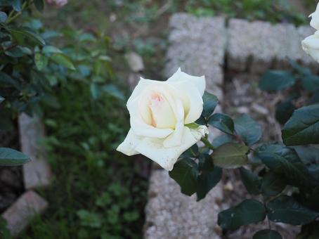 バラ園で白い薔薇を撮った写真です バラ園で白い薔薇を撮った写真ですの写真