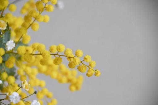 ミモザとかすみ草 かすみ草,ミモザ,黄色の写真素材