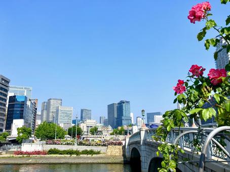 大阪 中之島バラ園 ばらぞの橋 大阪 中之島バラ園 ばらぞの橋 中之島公園,大阪,中之島の写真素材