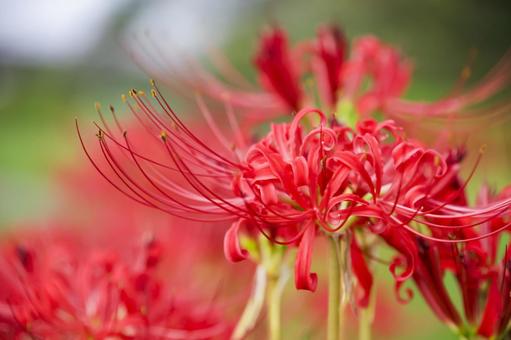 彼岸花 彼岸花 彼岸花,ヒガンバナ,花の写真素材