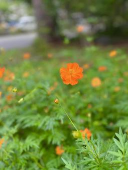 キバナコスモス2 キバナコスモス2の写真