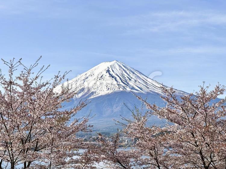 湖畔の桜と富士山 富士山,桜,自然の写真素材
