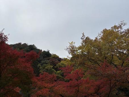 香嵐渓の紅葉の写真