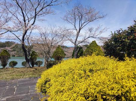 春の黄色い花 春の黄色い花の写真
