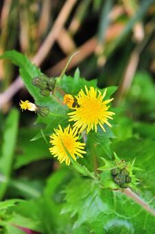 タンポポ2 タンポポ2の写真