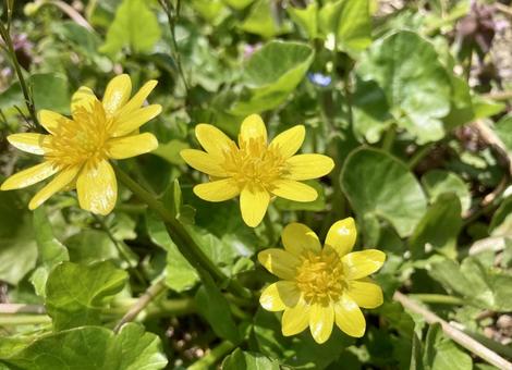 野原の黄色い小さい花 野原の黄色い小さい花の写真
