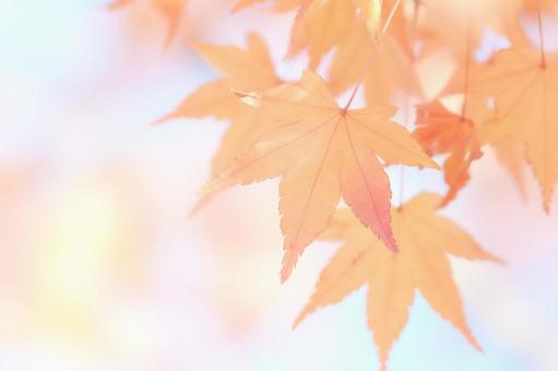 水彩調柔らかいソフトな楓の紅葉アップ 水彩調柔らかいソフトな楓の紅葉アップの写真