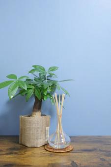 観葉植物とアロマディフューザー 観葉植物とアロマディフューザー 観葉植物,パキラ,アロマディフューザーの写真素材