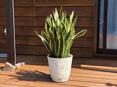 観葉植物　サンスベリア インテリア,グリーン,ナチュラルの写真素材