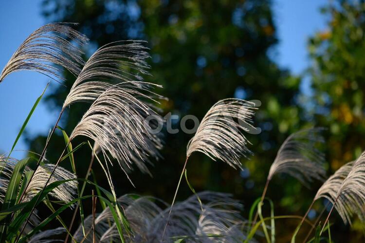 すすき ススキ,すすき,秋の写真素材