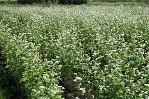 Buckwheat blooming scenery, JPG