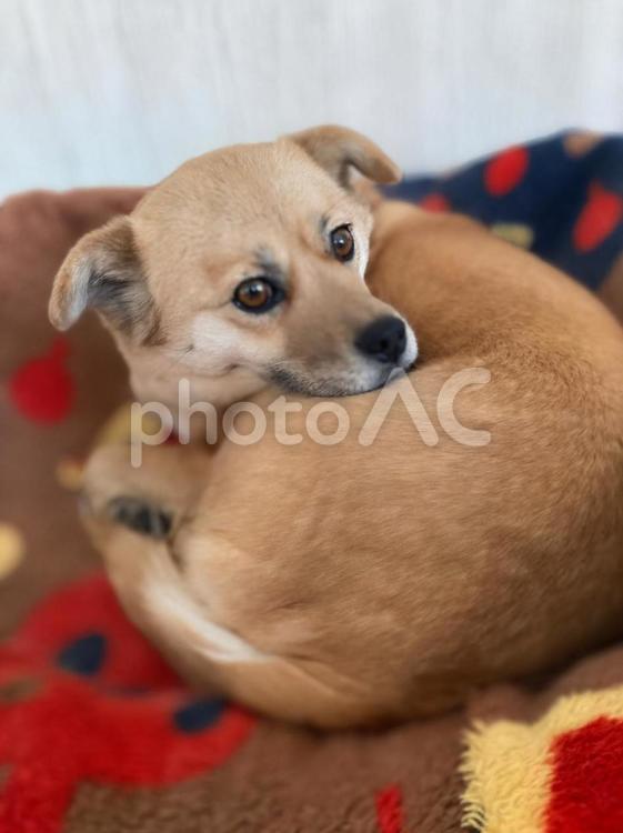 毛布の上で丸くなって寝ている犬 犬,かわいい,雑種の写真素材