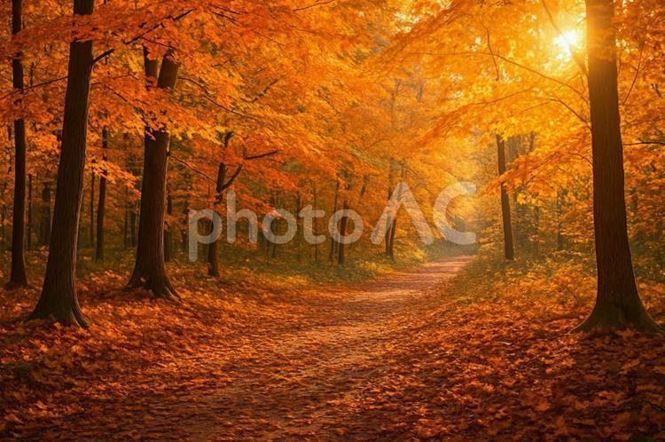 秋の紅葉と森の小道・落ち葉・紅葉狩り 秋,紅葉,森の写真素材
