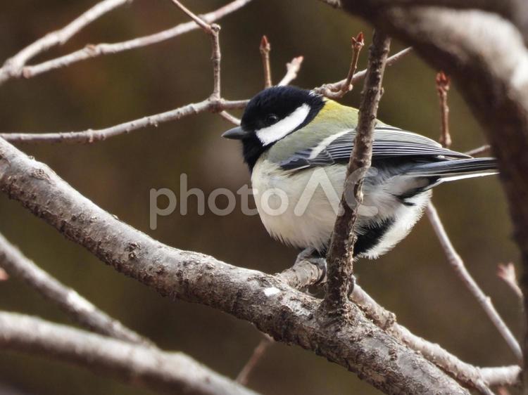 小根山野鳥の森で撮ったシジュウカラ シジュウカラ,鳥,野鳥の写真素材