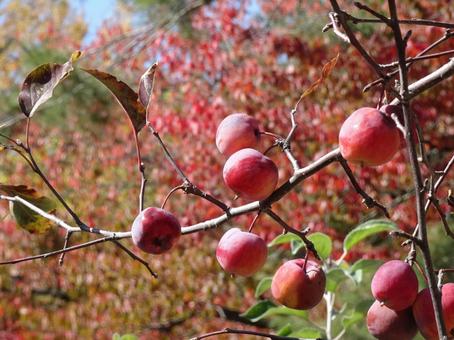 クラブアップル②の写真