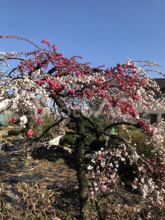天気の良い日の自然物 景色,自然,木の写真素材
