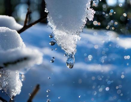 雪解けのしずくが落ちる瞬間2 冬,雪,春の写真素材