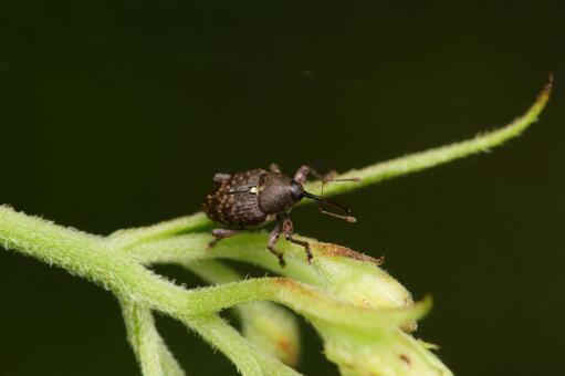 ゾウムシの仲間 ゾウムシ,甲虫,昆虫の写真素材