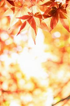 Red maple leaves and copy space Vertical composition, JPG