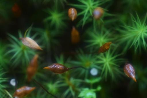 背景に合う苔の花 背景に合う苔の花 苔,雨上がり,苔の花の写真素材