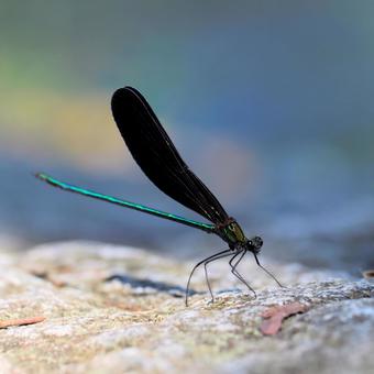 ハグロトンボの写真