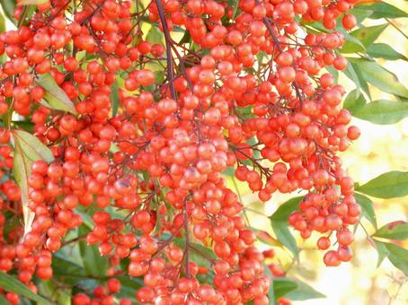 【植物写真】南天の実 南天,実,ナンテンの写真素材