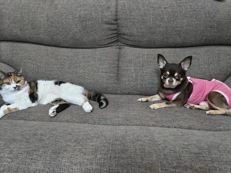 チワワと三毛猫 チワワと三毛猫の写真