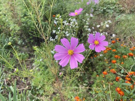 秋の花コスモス 秋の花コスモス 作物,畑,農業の写真素材