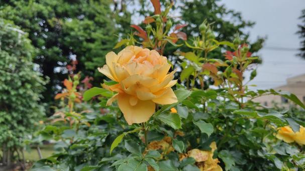 Rose Flower #03, JPG Rose Flower #03, JPG
