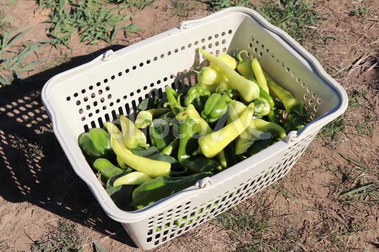 ししとうとピーマン ししとう,ピーマン,野菜の写真素材