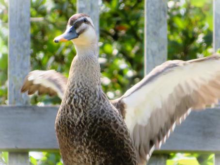 A mallard duck stretching, JPG