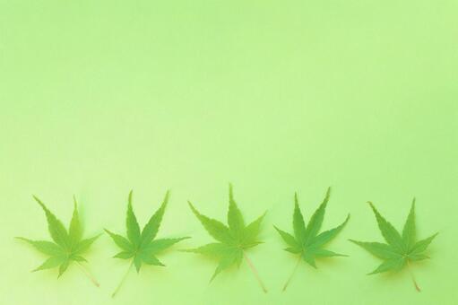 青葉　もみじ　フレーム　グリーン 青葉もみじ,グリーン背景,もみじフレームの写真素材