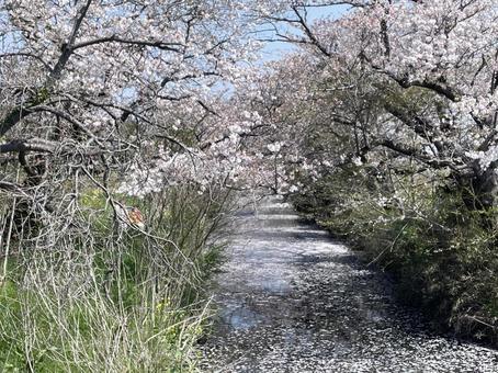 桜 桜の写真