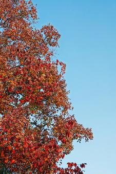 サクラ紅葉と青空 葉,秋,カエデの写真素材