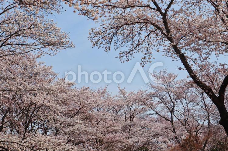 桜のイメージ 桜,さくら,サクラの写真素材