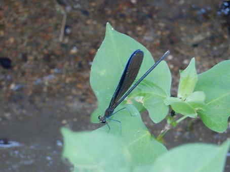 【昆虫写真】ハグロトンボ(羽黒蜻蛉) 【昆虫写真】ハグロトンボ(羽黒蜻蛉)の写真