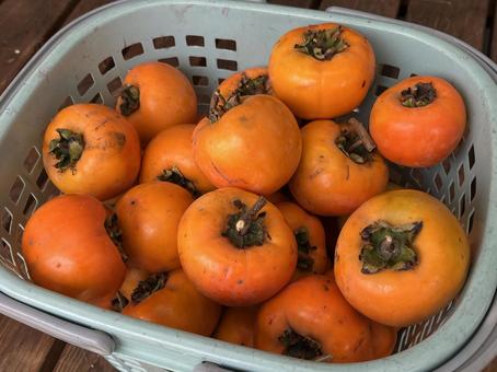 柿 柿,果物,橙色の写真素材