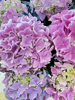 Photo, flower, celebration, hydrangea: peach scrunchie, 