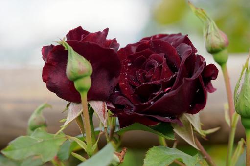 蔵王のバラ(46) 蔵王のバラ(46)の写真