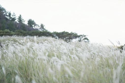 Japanese silver grass swaying in the wind, JPG