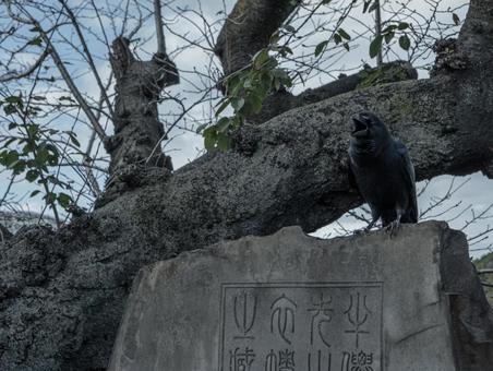 上野公園のカラス 上野公園のカラスの写真