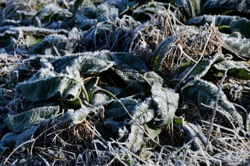 冬の早朝に凍てついた草 冬,霜,氷の写真素材