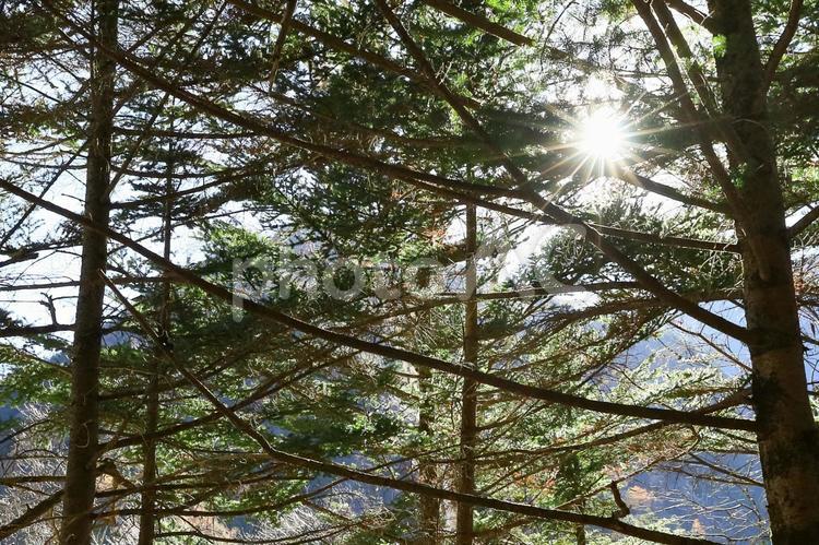 北アルプス　山岳路の樹木 上高地,北アルプス,登山の写真素材