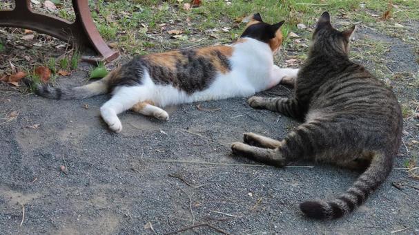 ラブラブでもふもふな三毛猫たちの夕涼み ラブラブでもふもふな三毛猫たちの夕涼み 三毛猫,猫,キジトラの写真素材