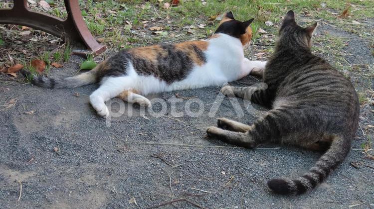 ラブラブでもふもふな三毛猫たちの夕涼み 三毛猫,猫,キジトラの写真素材